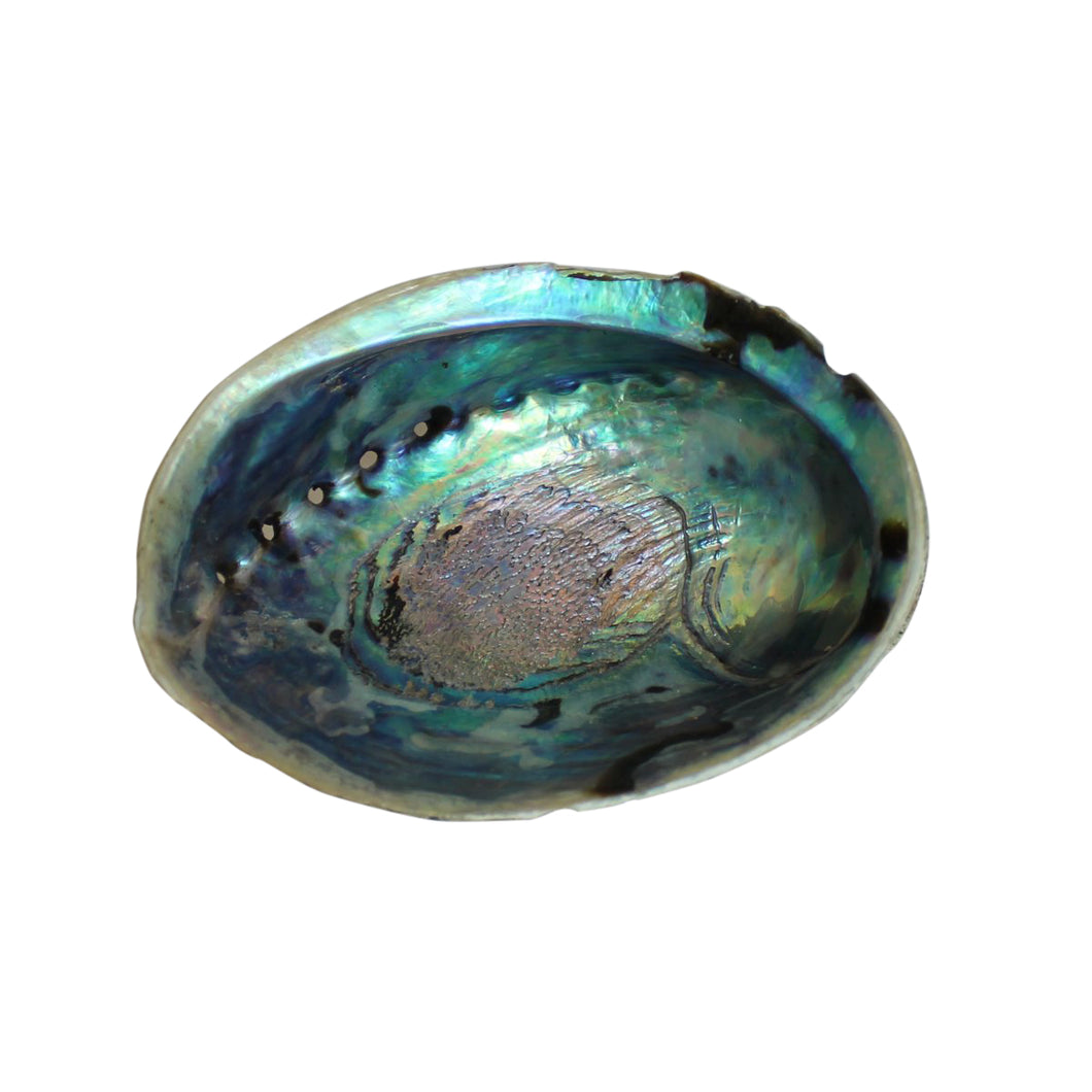 Smudge & Incense Bowl - Abalone Shell